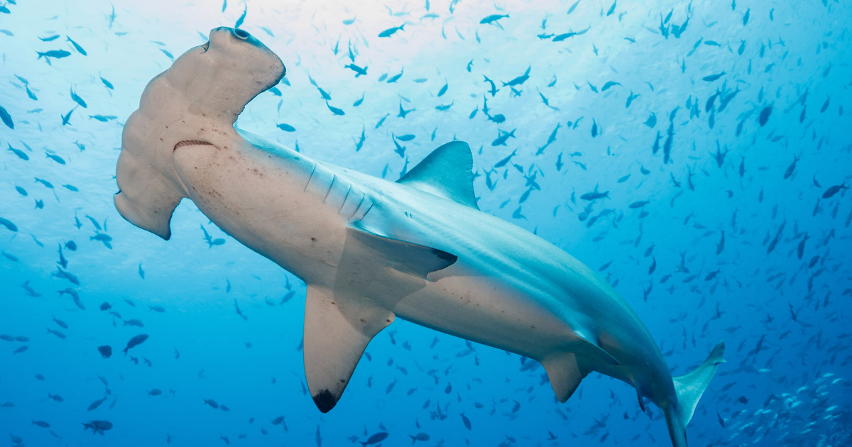galapagos hammer head shark